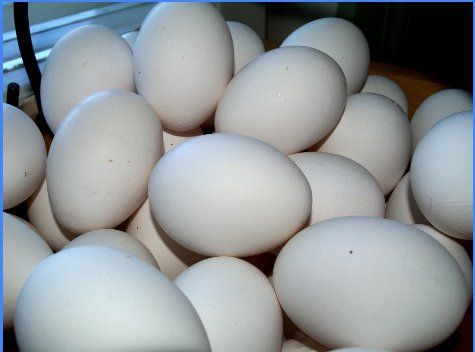White Eggs(Whole Crate)